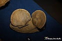 VBS_9547 - Museo Paleontologico - Asti